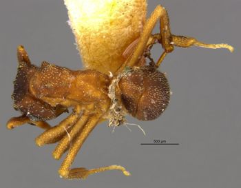 Media type: image;   Entomology 25627 Aspect: habitus dorsal view